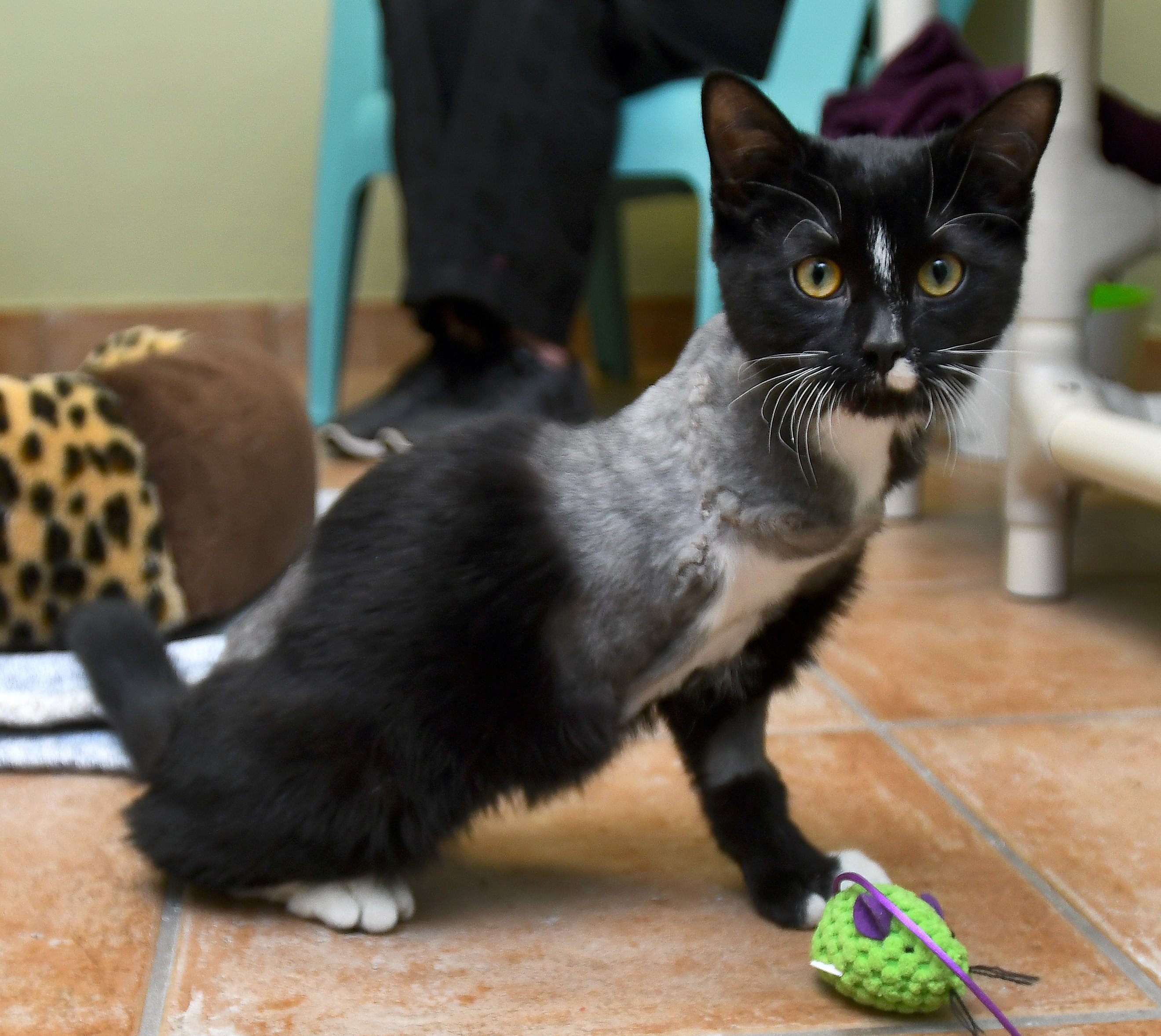 burlington spca cats