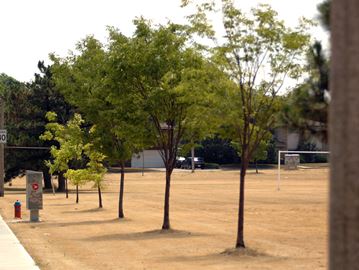 trees_need_watering_D2X_0080___Content.j