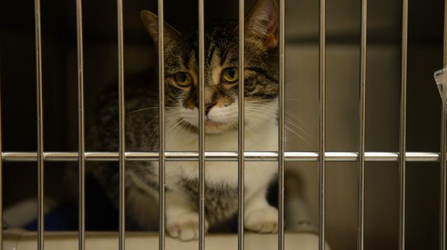 Burlington Cat Adoption Burlington Cat Adoption