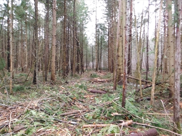 Westfield_pine_harvest_Content.jpg