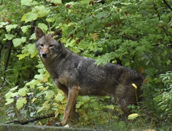 coyotefilephoto_Content.jpg