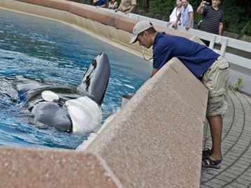 Marineland niagara falls discount coupons 2019