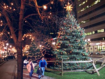 hamilton on the hunt for centrepiece christmas tree hamilton on the hunt for centrepiece christmas tree