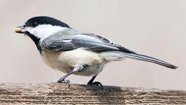 7 Birds You Will See In Toronto Over The Winter Toronto Com
