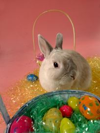 EASTER___Content.jpg