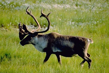 CPT502464295_Content.jpg