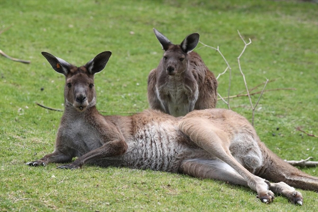 A drive-thru zoo? Toronto Zoo looks at offering animal viewing from the