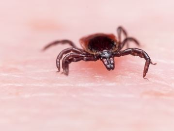 Expansion of the blacklegged and other tick populations across Canada over the last few years mean an increased risk of diseases like Lyme disease. It is wise to do a full body tick check on ourselves and our pets when we come in from the outdoors.