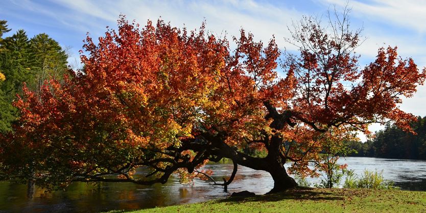 Port Sydney Indian Landing red maple earns Forest Ontario heritage nod