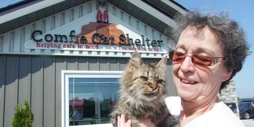 comfie cat shelter