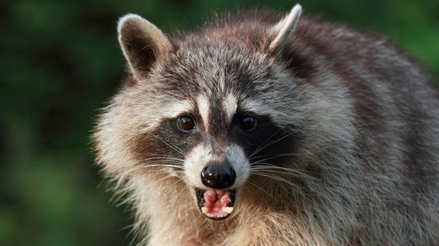 Signs of animal rabies not always obvious, warns health unit | Toronto.com