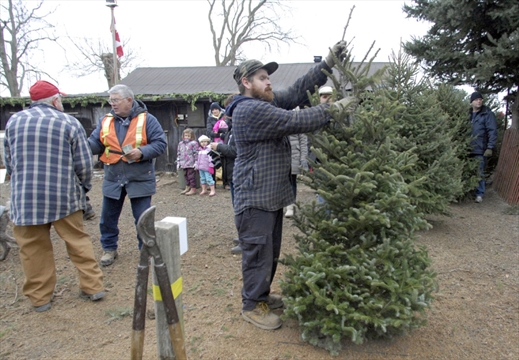 the spec gt davis christmas tree farm the spec gt davis christmas tree farm
