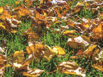 Due to a late leaf fall, the City of Guelph has postponed loose leaf collection until Nov. 20.