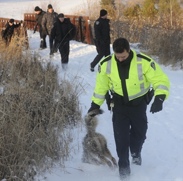 Coyote Shot After Attack On Small Child | InsideHalton.com