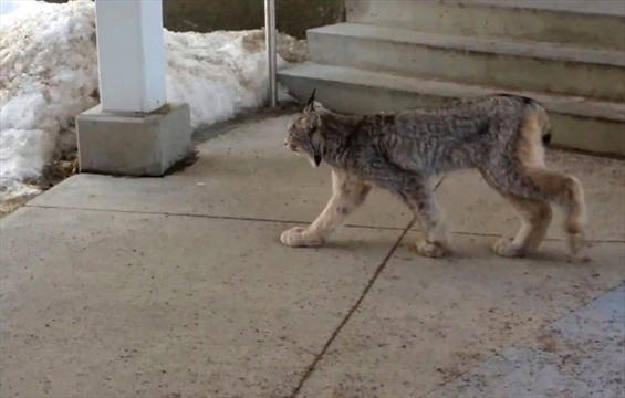 Ontario Womans ‘kitty Kitty Video Of Encounter With Lynx Draws Awe