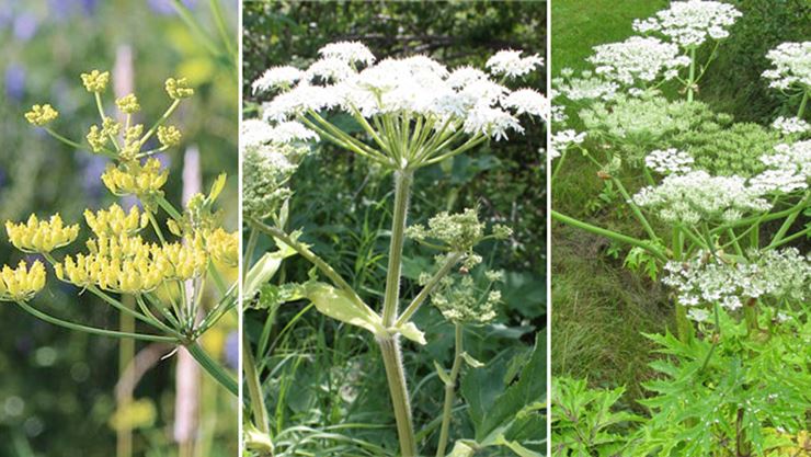 Wild Parsnip Cow Parsnip Giant Hogweed Can You Identify Them