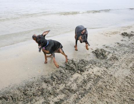 are dogs allowed in wasaga beach ontario