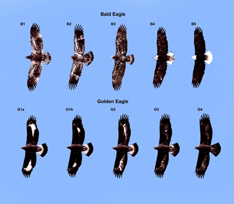 Eagles in Peterborough and area can be difficult to spot