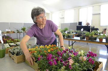 Janet Love organizes a table during the North York Garden Club's annual plant sale held Saturday morning at Willowdale Presbyterian Church. (May 4, 2013)