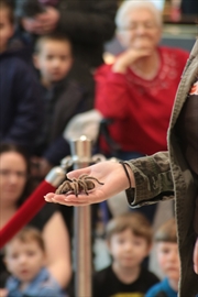 SafariSciencetarantula_Content.jpg