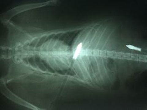 SPCA seeking information on injured raccoon shot with two arrows
