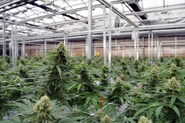 NOTL is in the process of creating a cannabis bylaw.