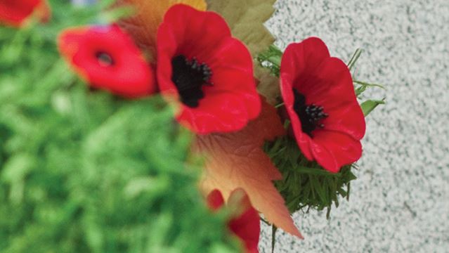 7-facts-about-the-poppy-in-time-for-remembrance-day-toronto