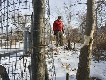  BUSY BEAVERS John Rennison,The Hamilton Spectator John Smith marvels at the work of our national emblem, the beaver. But as an avid user of our water front trail, he's noticed a drastic decrease in the tree population along the shore and islands of the trail because of beaver damage.