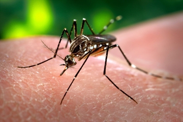 mosquito pest control Hamilton