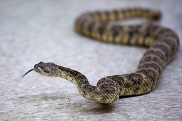 Indian river reptile zoo discount coupons