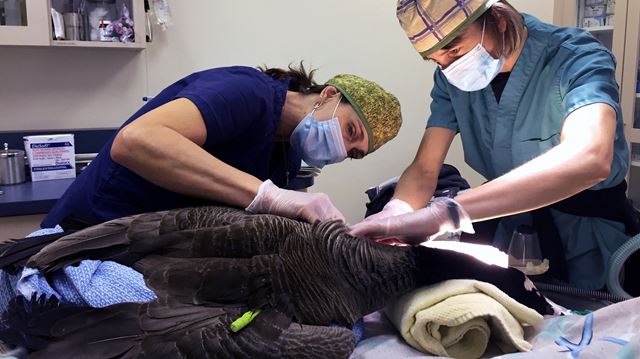 Canada Goose down replica 2016 - Injured Burlington goose undergoes surgery to remove arrow