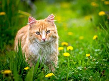 Outdoor cats are at risk for deadly viruses