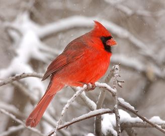 CARDINAL___Content.jpg