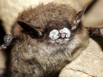 Bats are in need of protection as a fungus decimates their population numbers.