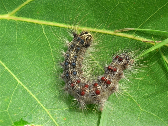 Brown Moths Ontario 2020