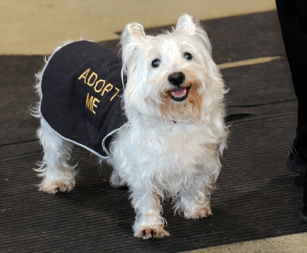 Westie love-in aids rescues | BramptonGuardian.com