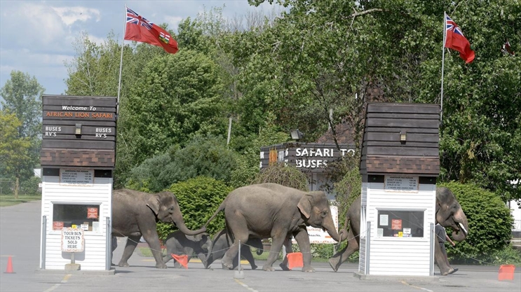 African Lion Safari offers up-close experiences with animals, flouting