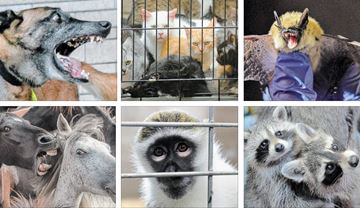 ANIMAL_BITES___Content.jpg