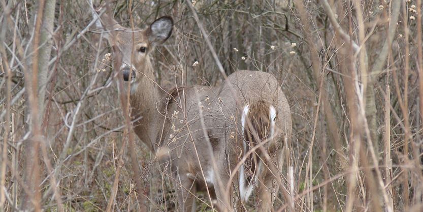 Rather Ontario sex stories deer hunting explain more Ontario sex stories deer hunting