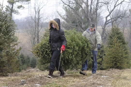 the spec gt davis christmas tree farm the spec gt davis christmas tree farm
