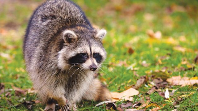 Raccoon Rabies Cases Have Public Health On Heightened Alert | TheSpec.com