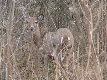 EMMA_deer_pix_Content.jpg