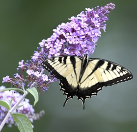 Urquhart%20Butterfly%20Garden_Content.jp