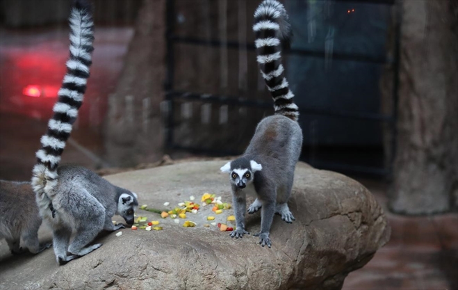 Toronto Zoo Calls For Donations To Help Feed Animals During