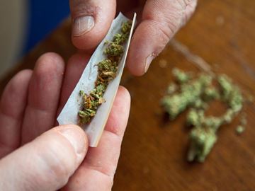 01_a_hal_cannabisraid08___Content.jpg