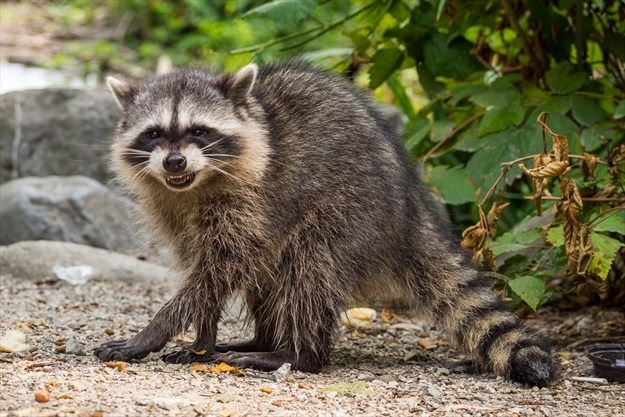 Keep away from wild animals, says City of Toronto, after reports of
