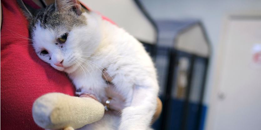 Etobicoke Humane Society rescues 68 hoarded cats from Scarborough apartment