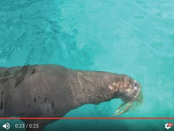 Marineland niagara falls discount coupons 2019