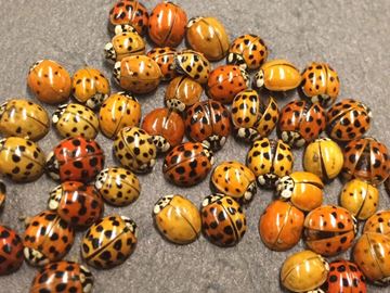 ladybeetle1_Content.jpg