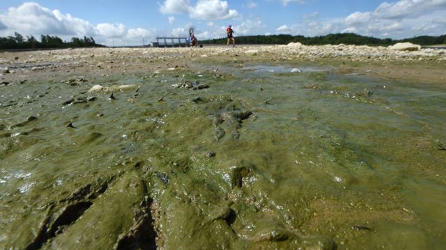 Belwood Lake Stricken With Algae Bloom Therecord Com